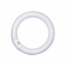 L 22/840 C G10q кругл T8 OSRAM (12) !!!