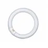 L 32/840 C G10q кругл T8 OSRAM (12) !!!
